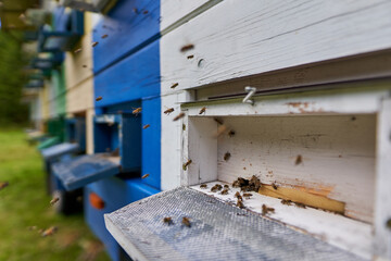 Obraz na płótnie Canvas Closeup of bee hives working