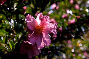 The beautiful camellia flower in the garden.
