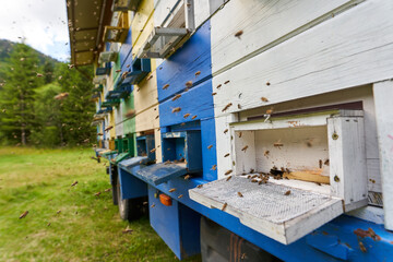 Closeup of bee hives working