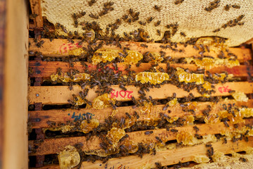 Extracting combs with honey from bee hive