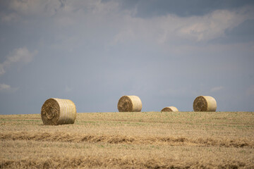 Agricultural field made of yellow straw round large bales after harvest, straw rolls, straw bales on the agricultural field. Hay collection in the summer field. &Uacute;ri, Hungary - 03/07/2020