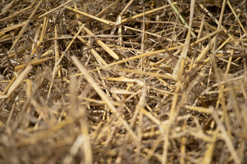 Close up image of big round yellow straw bales after harvest Straw, hay collection in the summer field. &Uacute;ri, Hungary - 03/07/2020