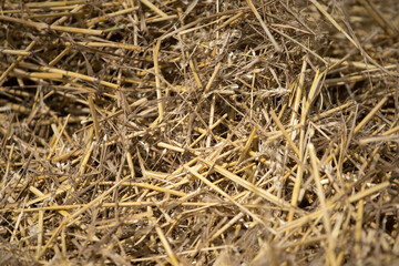 Close up image of big round yellow straw bales after harvest Straw, hay collection in the summer field. Úri, Hungary - 03/07/2020