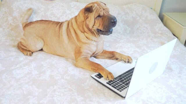 funny sharpei dog lying on a bed or sofa and looking at a laptop monitor. Cheerful pet in the bedroom with the device. Portrait of a purebred dog browsing the internet. 