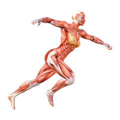 3D Rendering Female Anatomy Figure on White