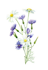 Watercolor bouquet of blue and white daisies on white background For congratulations, invitations, anniversaries, weddings, birthday