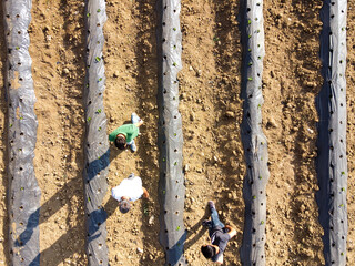 Strawberry seedlings are planted in rows with black plastic protecting them