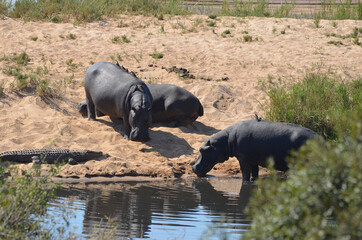 Hippos in Kruger National Park, South Africa