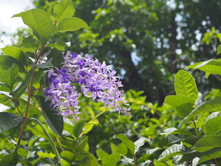 flower purple Sandpaper Vine Purple Wreath bouquet of five petals like five pointed hairy base of the petal is connected to the tube blooming in garden on blurred of nature background