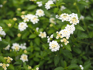 White color flower Lantana camara, Verbenaceae semi pointed shrub pointed leaf edge sawtooth blooming in garden blurred of nature background