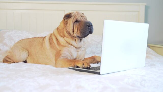 funny sharpei dog lying on a bed or sofa and looking at a laptop monitor. Cheerful pet in the bedroom with the device. Portrait of a purebred dog browsing the internet.  