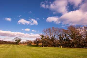 Beautiful Silver grass,Miscanthus sinensis.