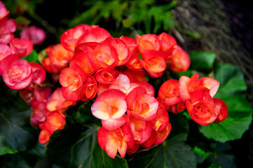 Beautiful Elatior begonia flower.