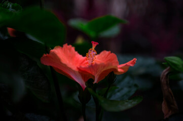 Beautiful hawaiian hibiscus flower.