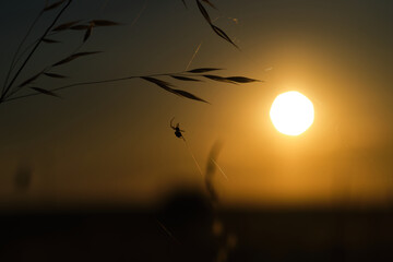 sunset in the field with spider silhouette
