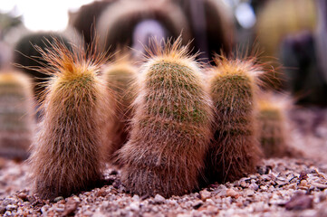  Beautiful cactus and flower.