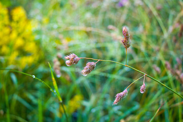 Dew drops on the plants and flower in the field, morning dew and rainy drops macro