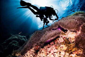 silhouette of scuba diver swimming over coral reef