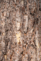 Bark texture background. Pine tree bark pattern.