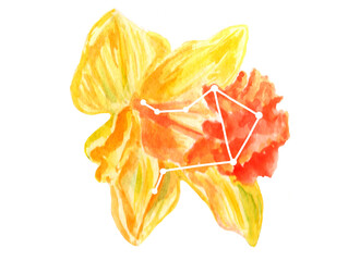 Naklejka na ściany i meble Watercolor bright yellow illustration of narcissus flower with libra zodiac sign on it. Celestial abstract flower for lunar calendars or astrological projects design. For greeting card or invitation 