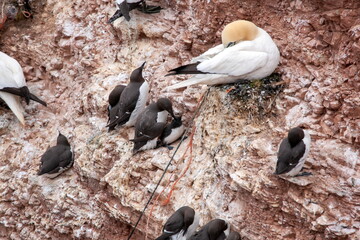Basstölpel und Trottellumme