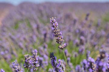 purple lavender fields