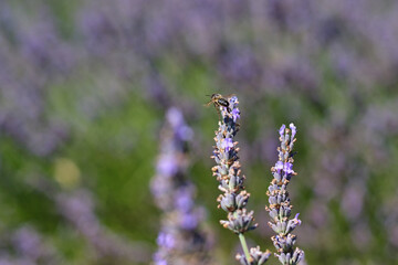 lavender plants with bee