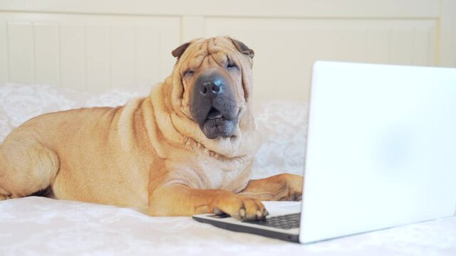 funny sharpei dog lying on a bed or sofa and looking at a laptop monitor. Cheerful pet in the bedroom with the device. Portrait of a purebred dog browsing the internet.  