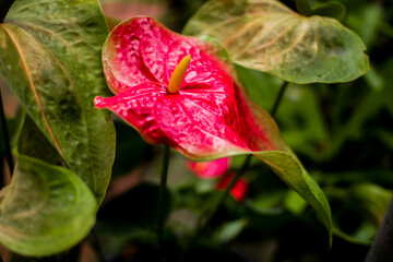 Anthurium is a red heart-shaped flower. Dark green leaves as a background make the flowers stand out beautifully. Anthuriums have come to symbolize hospitality.