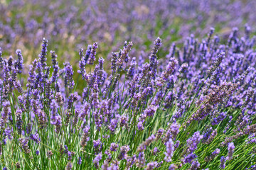 lavender close up
