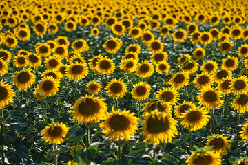 sunflower field
