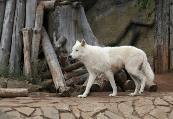 Arctic wolf canis lupus arctos  full height in zoo