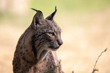Face portrait of an Iberian lynx looking to the horizon