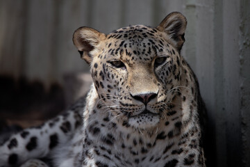 Fototapeta na wymiar Close up facial portrait of an adult Asian leopard