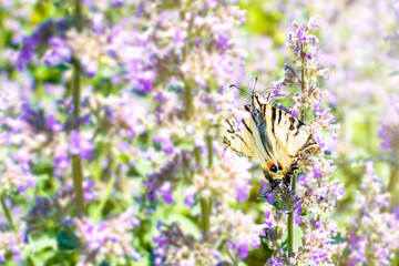 Butterfly Iphiclides podalirius of the sailing family with wings with a pattern on a lilac flower, garden plant on a sunny day. Summer flying insects drinks nectar. Natural background with copy space.