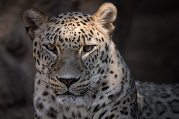 Close up facial portrait of an adult Asian leopard
