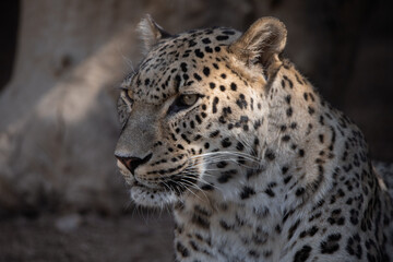 Fototapeta na wymiar Close up facial portrait of an adult Asian leopard