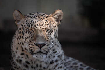 F up facial portrait of Asian leopard with eyes closed