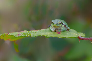 European Tree Frog (Hyla arborea) sitting on a Bramble (Rubus sp.) bush in the forest in Noord Brabant in the Netherlands