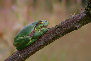 European Tree Frog (Hyla arborea) sitting on a Bramble (Rubus sp.) bush in the forest in Noord Brabant in the Netherlands