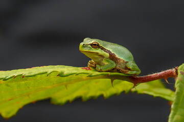 European Tree Frog (Hyla arborea) sitting on a Bramble (Rubus sp.) bush in the forest in Noord Brabant in the Netherlands
