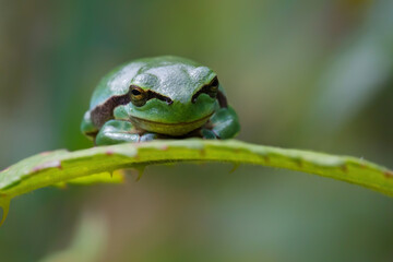 European Tree Frog (Hyla arborea) sitting on a Bramble (Rubus sp.) bush in the forest in Noord Brabant in the Netherlands
