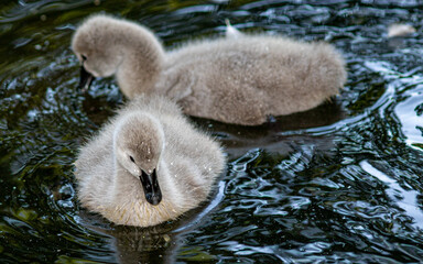 mute swan cygnus olor