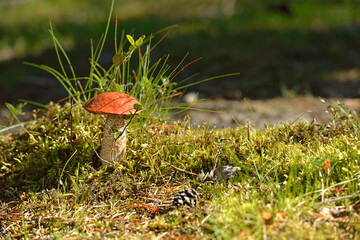 Leccinum aurantiacum mushroom in grass among moss