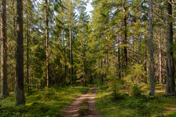 Path in a fir forest bathed in the rays of the setting sun
