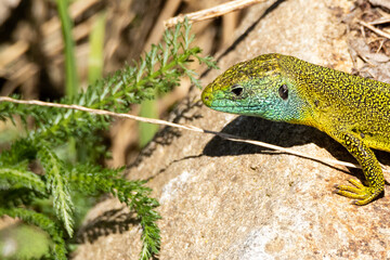 Lézard vert mâle