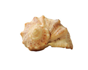 Sea shell insulation