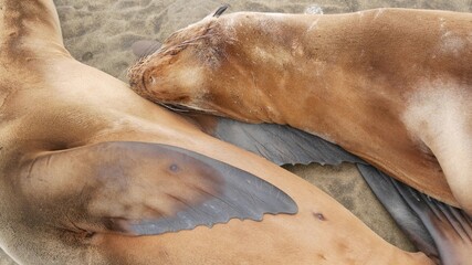 Fototapeta premium Cute baby cub, sweet sea lion pup and mother. Funny lazy seals, ocean beach wildlife, La Jolla, San Diego, California, USA. Funny awkward sleepy marine animal on pacific coast. Family love and care