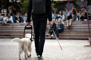 guide dog golden retriever helping young blind person with long cane walking in city. smart animal...