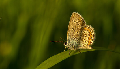 Naklejka na ściany i meble incredibly beautiful butterfly in the meadow, summer